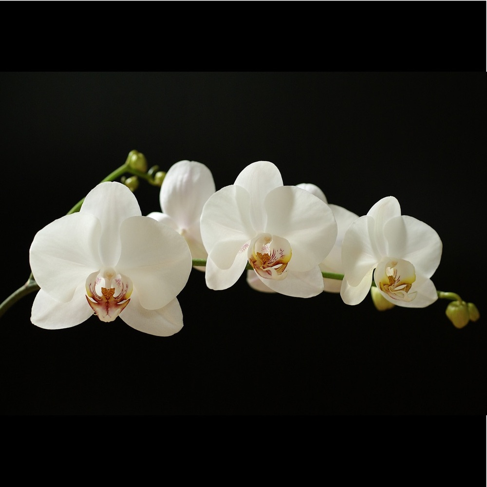 Meet your Posher, Cheyra